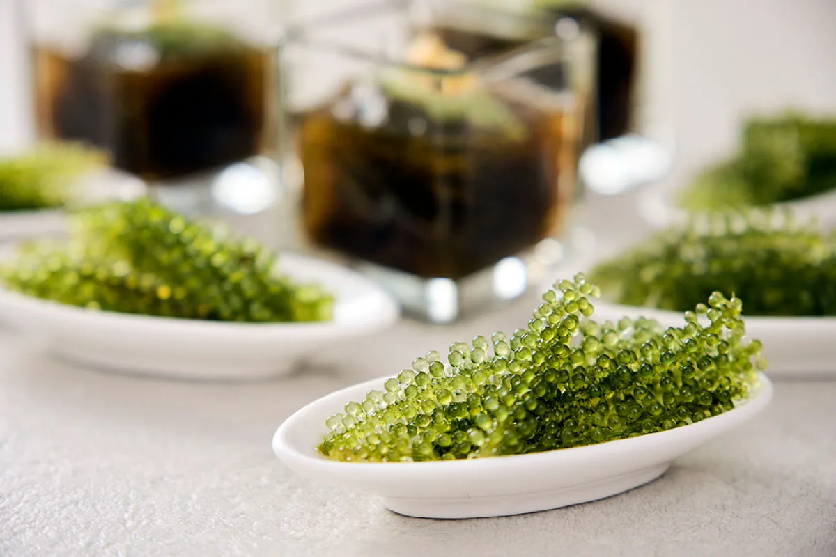 海葡萄、海蘊等